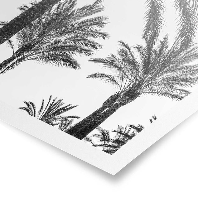 Flower print Palm Trees At Sunset Black And White