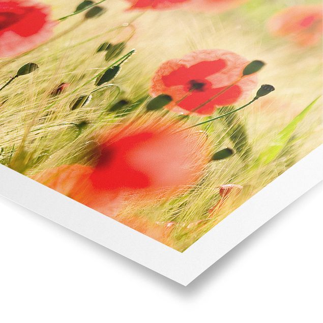 Prints modern Summer Poppies