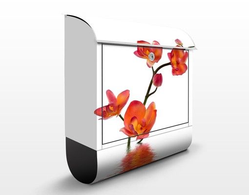 Letterboxes flower Flamy Orchid Waters