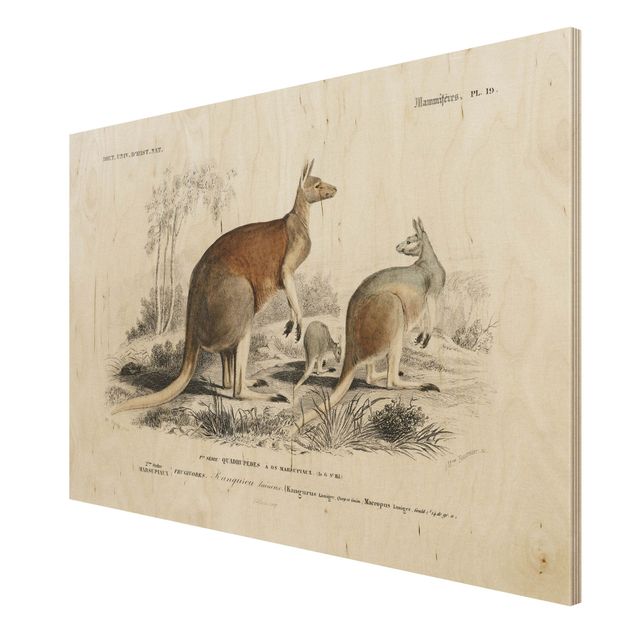 Prints Vintage Board Kangaroo