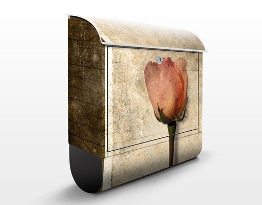 Letterboxes flower Inner Rose