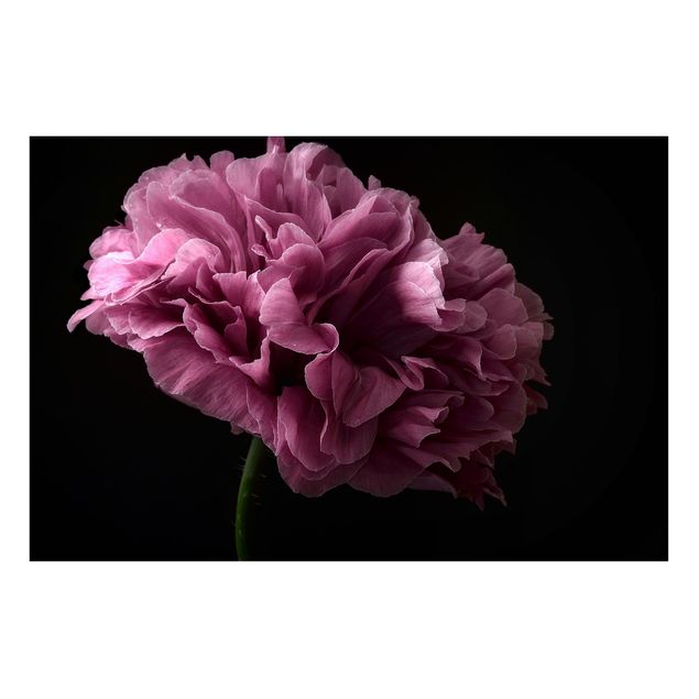 Magnet boards flower Proud Peony In Front Of Black