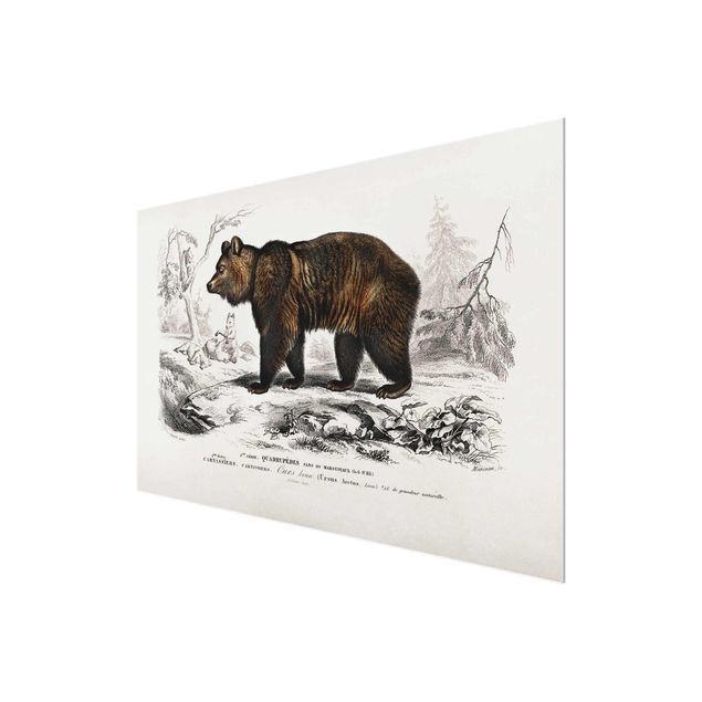 Prints brown Vintage Board Brown Bear