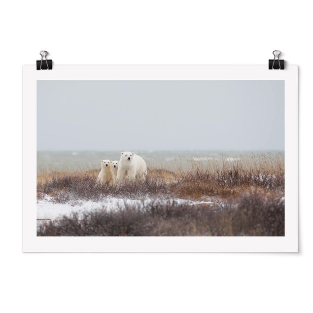 Contemporary art prints Polar Bear And Her Cubs