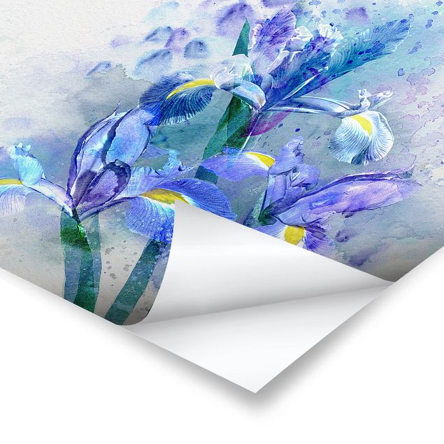 Prints Watercolour Flowers Iris