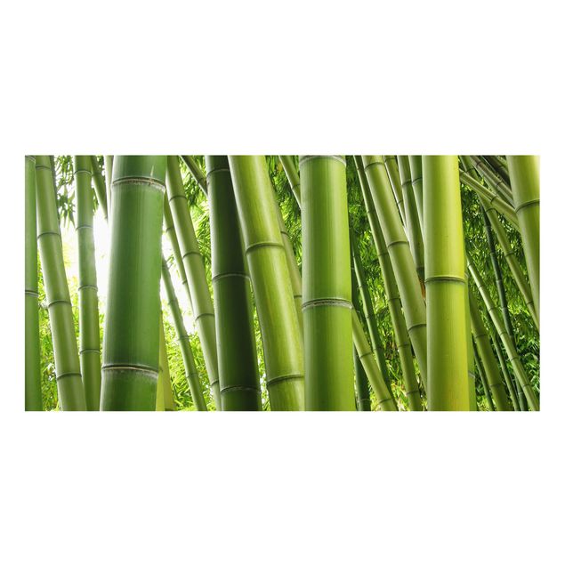 Glass splashbacks Bamboo Trees