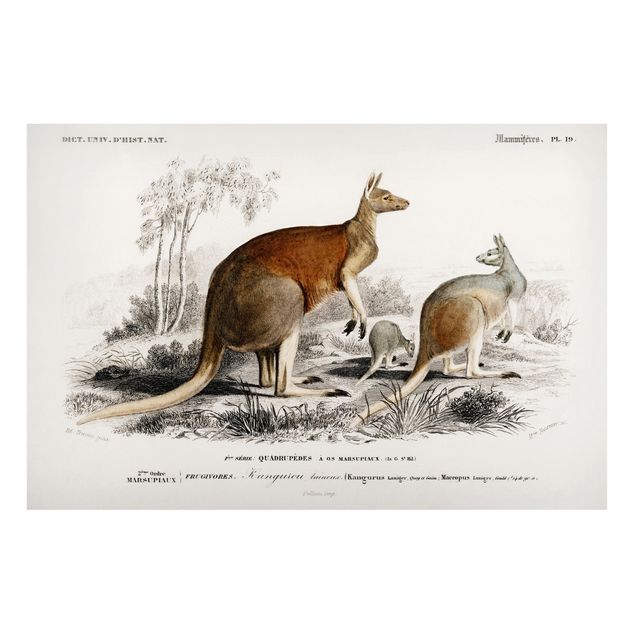 Prints Australia Vintage Board Kangaroo