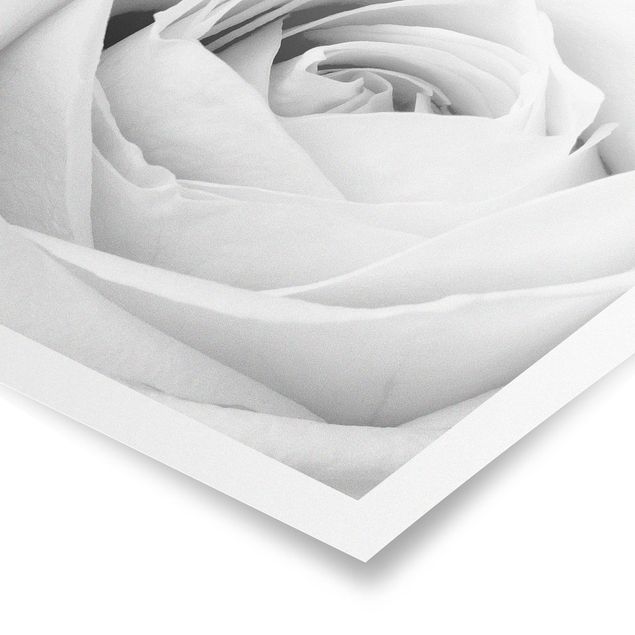 Posters black and white Close Up Rose