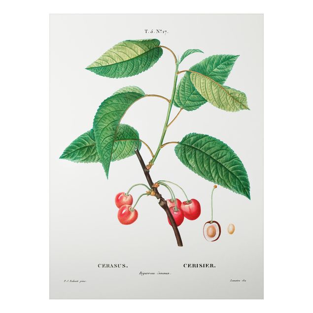 Prints vintage Botany Vintage Illustration Red Cherries