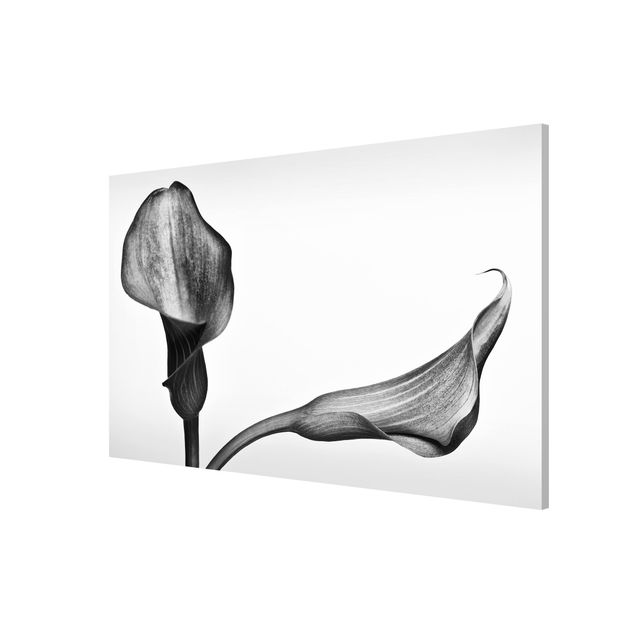 Art prints Calla Close-Up Black And White
