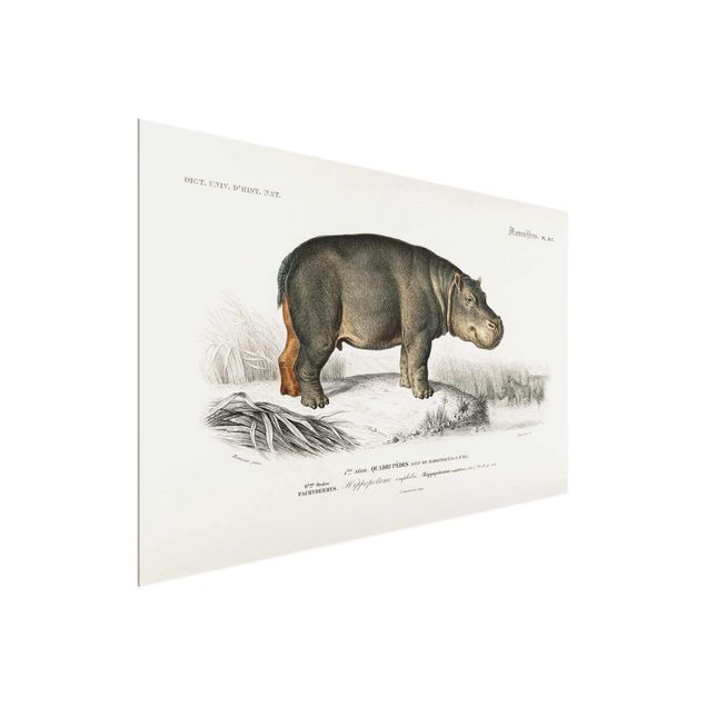 Glass prints landscape Vintage Board Hippo
