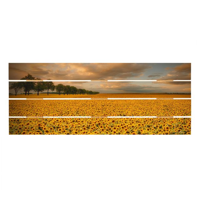 Prints Field With Sunflowers