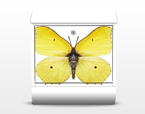 Letterboxes yellow Brimstone
