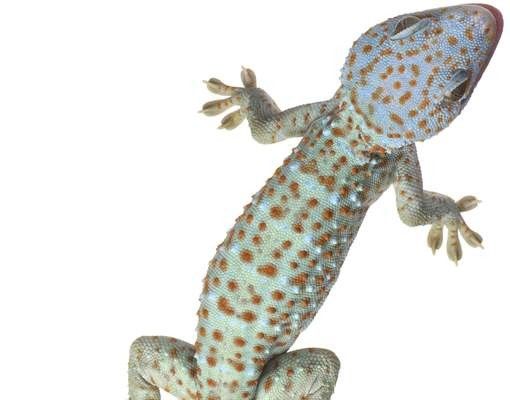 Letterboxes Nosey Geckos