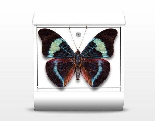 Letterboxes multicoloured Lepidoptera