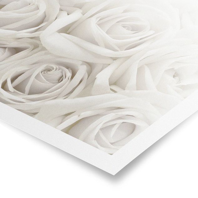 Prints White Roses
