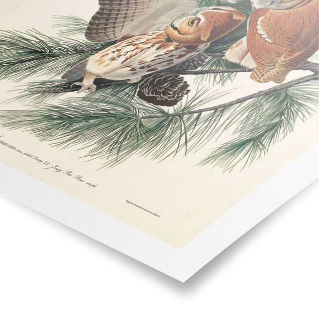 Prints animals Vintage Board Screech Owl