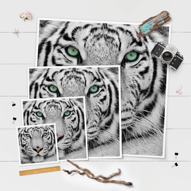 Prints White Tiger