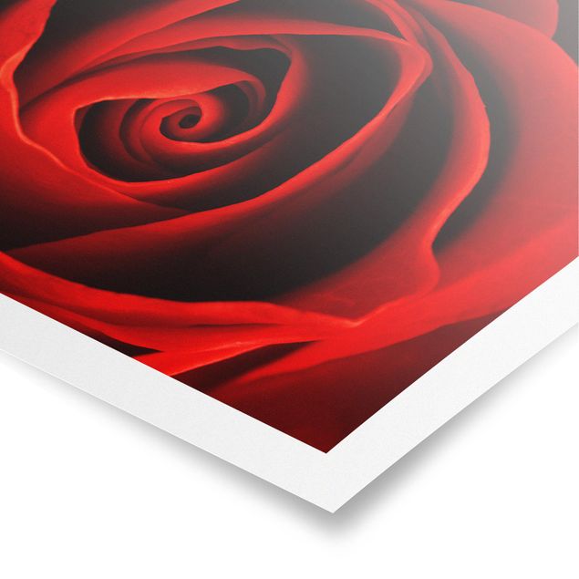 Red art prints Lovely Rose