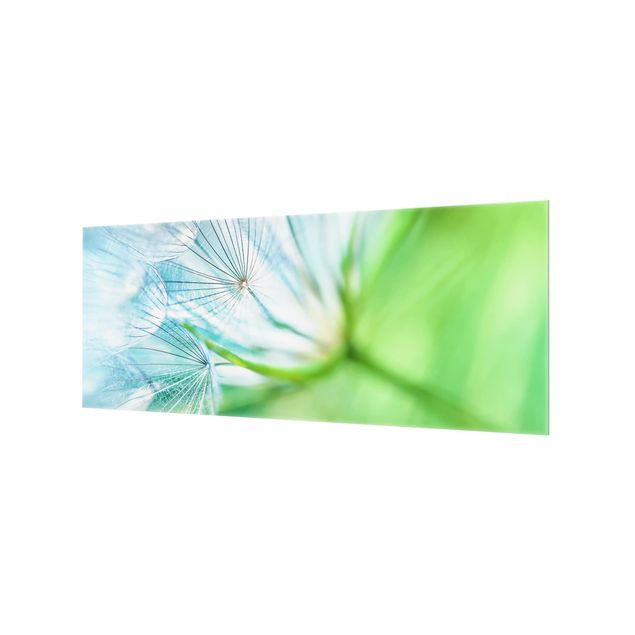 Glass Splashback - Abstract dandelion - Panoramic