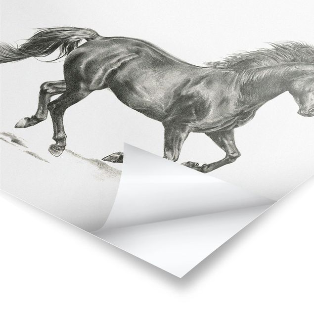Prints black and white Wild Horse Trial - Stallion