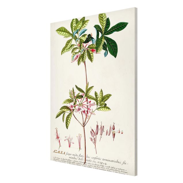Vintage wall art Vintage Botanical Illustration Azalea