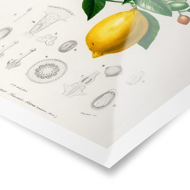 Prints Botany Vintage Illustration Of Lemon