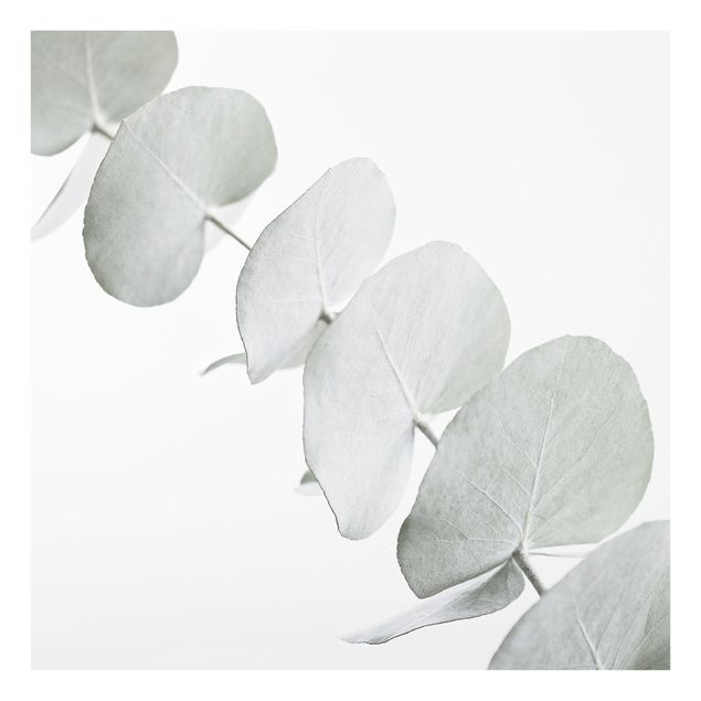 Glass splashback Eucalyptus Branch In White Light
