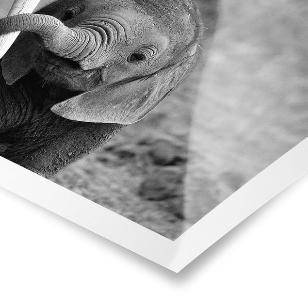 Black and white wall art Baby Elephant