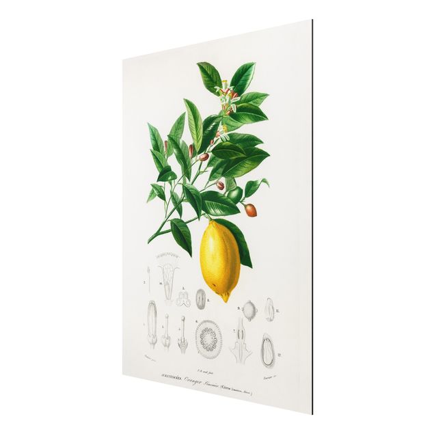 Prints floral Botany Vintage Illustration Of Lemon