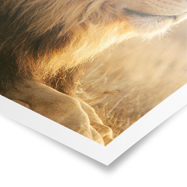 Posters animals King Lion