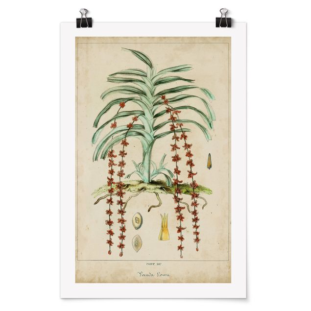 Floral prints Vintage Board Exotic Palms IV