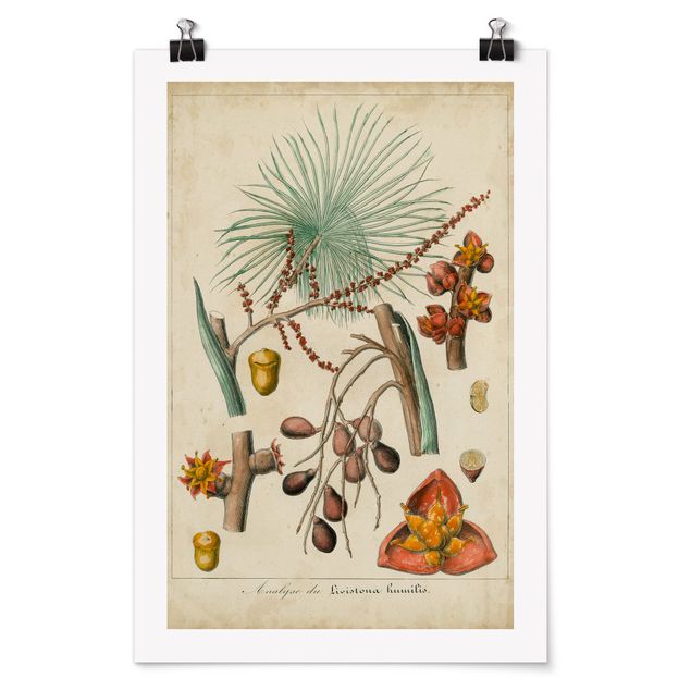 Prints flower Vintage Board Exotic Palms III