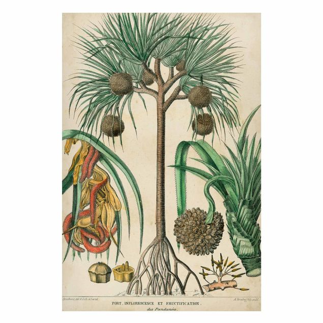 Landscape wall art Vintage Board Exotic Palms I