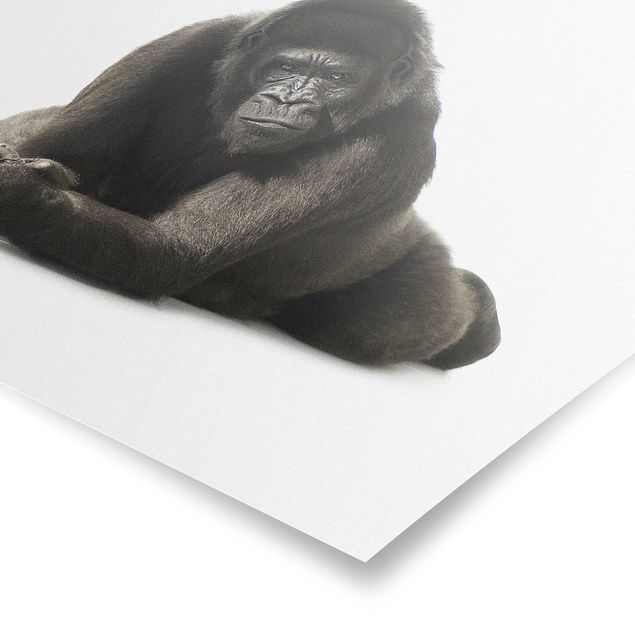 Prints modern Lying Down Gorilla ll