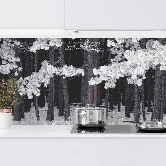 Kitchen Forest With Hoarfrost In Austria