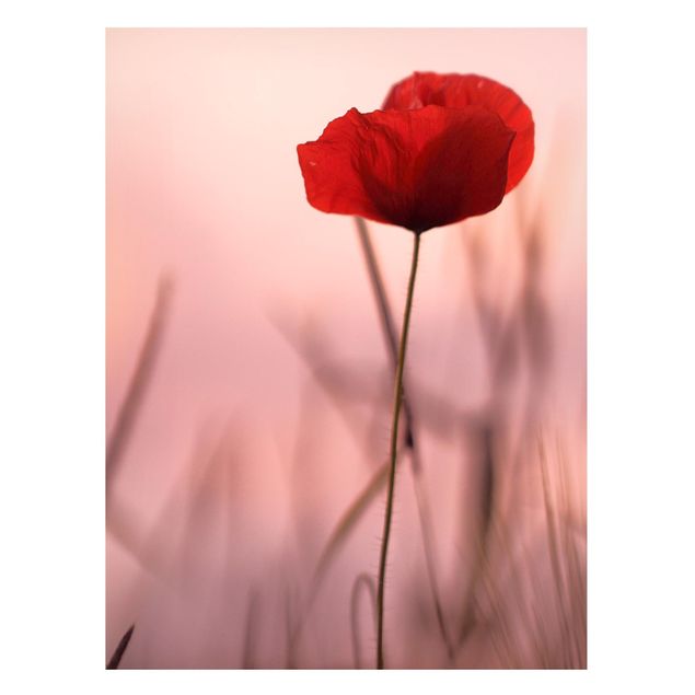 Poppy print Poppy Flower In Twilight