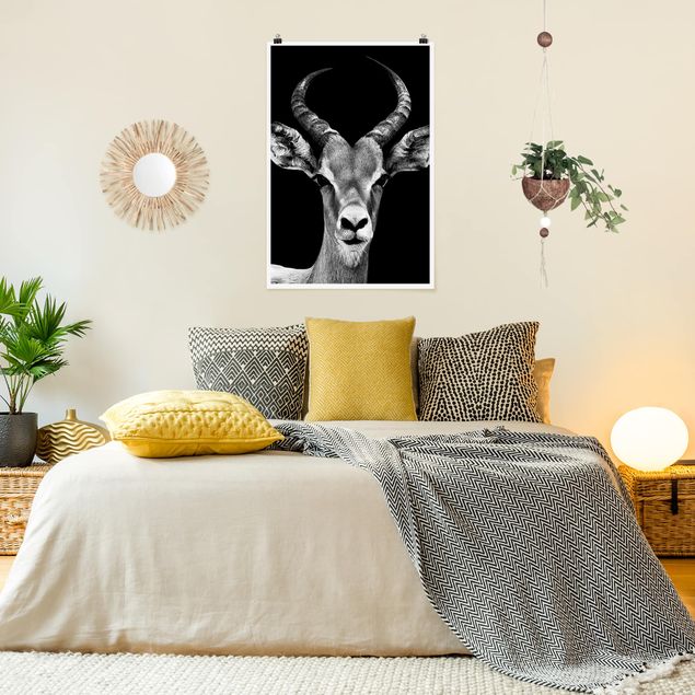 Posters black and white Impala antelope black and white