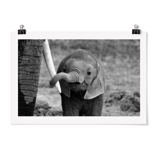 Poster black white Baby Elephant