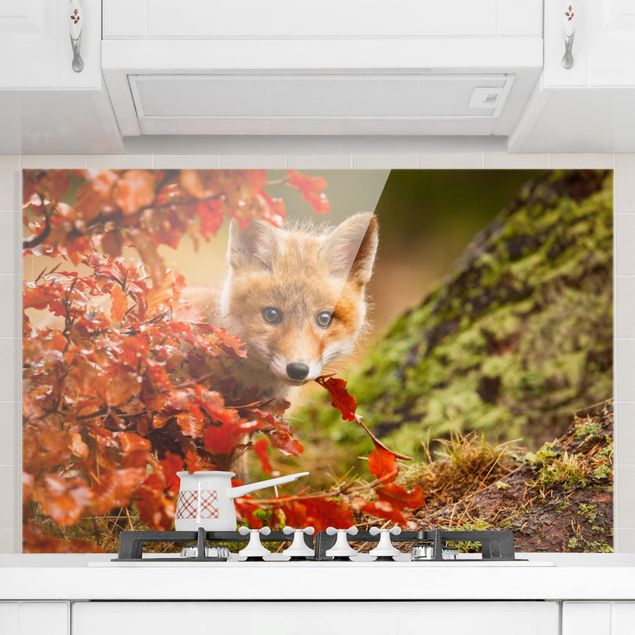 Kitchen Fox In Autumn