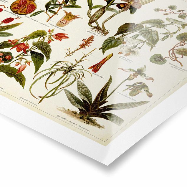 Prints Vintage Board Tropical Botany II