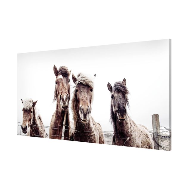 Magnet boards animals Icelandic Horse