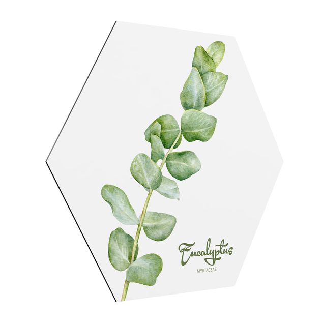 Floral picture Watercolour Botany Eucalyptus