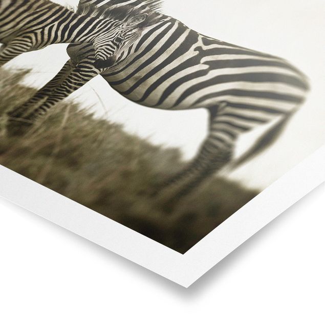 Modern art prints Zebra Couple