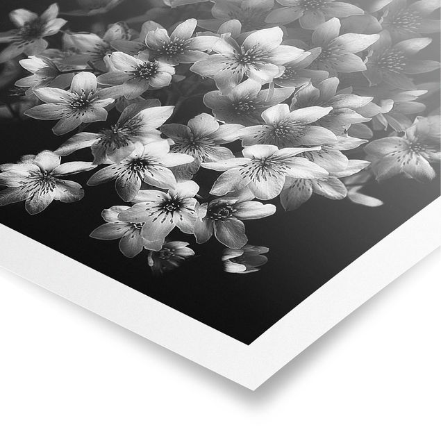 Posters black and white Dark Clematis Bunch