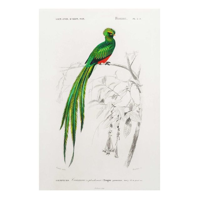 Prints green Vintage Board Tropical Bird I