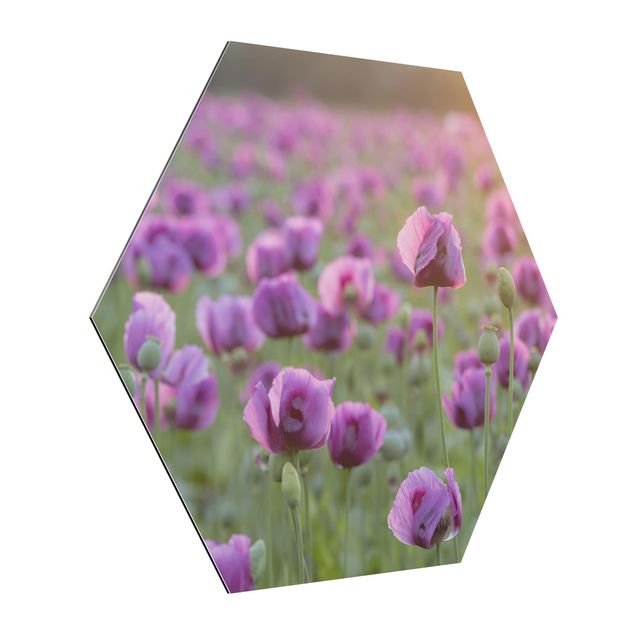 Prints flower Purple Poppy Flower Meadow In Spring
