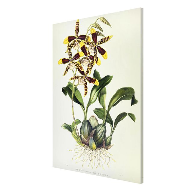 Orchid print Maxim Gauci - Orchid II