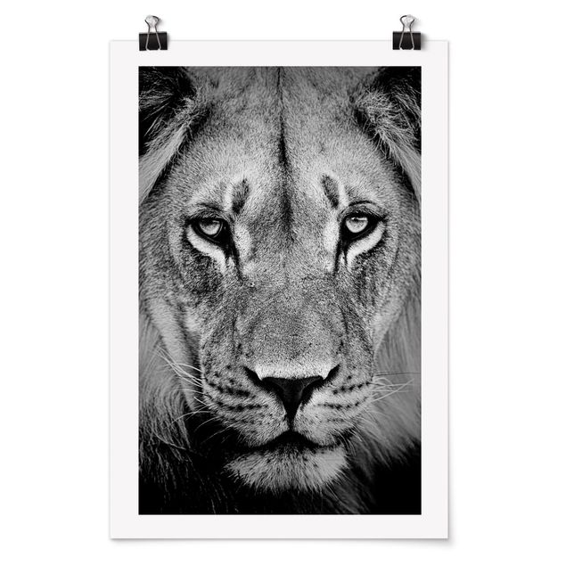 Posters black and white Old Lion