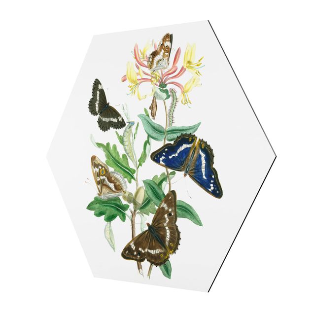 Prints British Butterflies IV